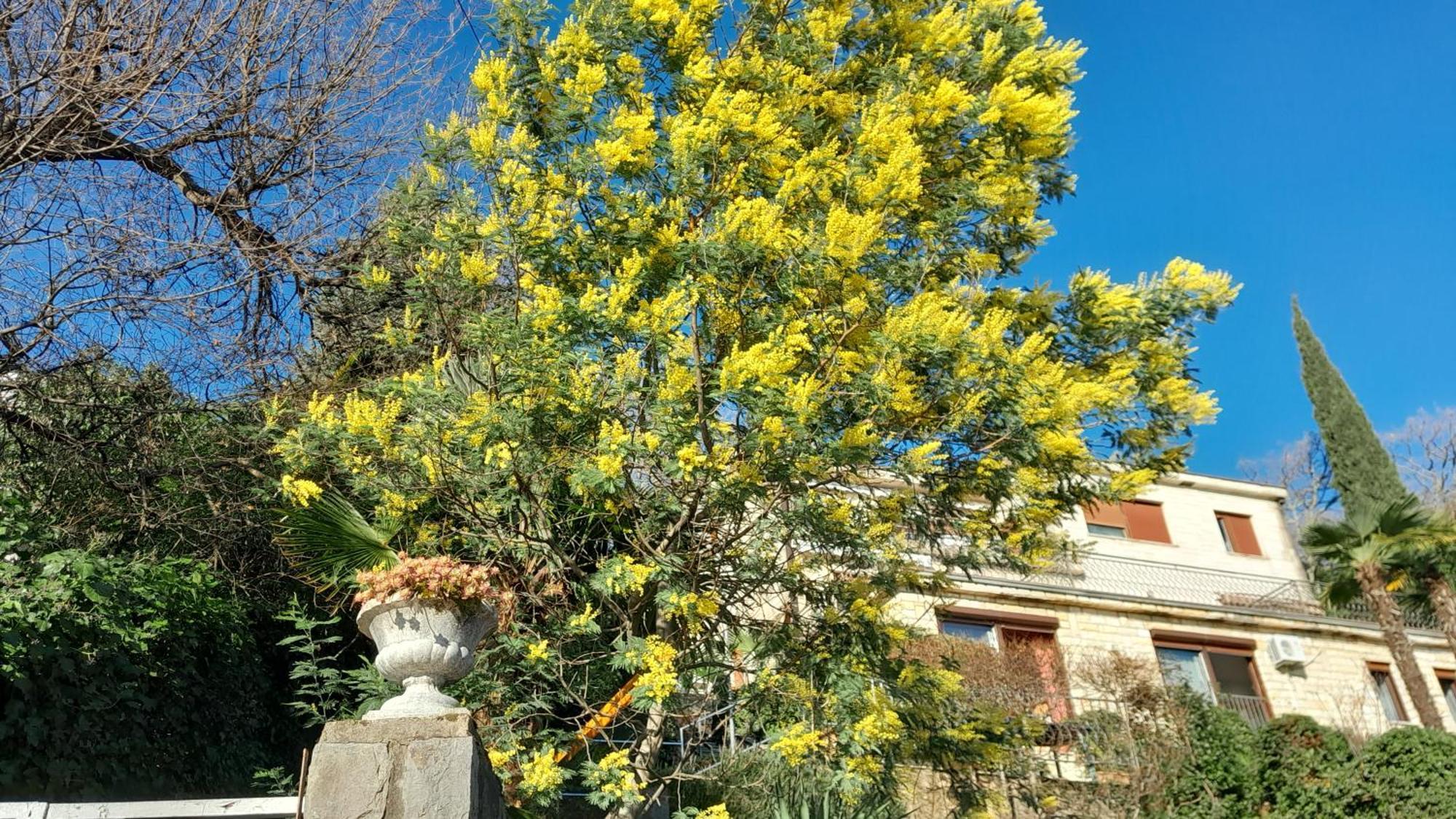 Ana Apartamento Opatija